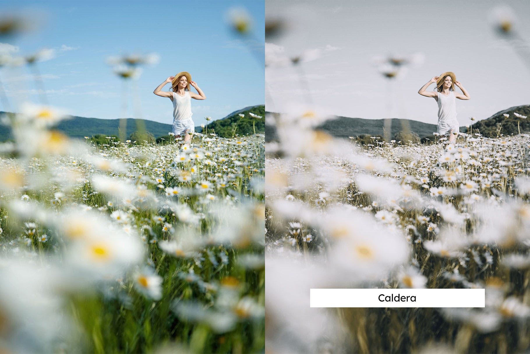 Luts调色预设-20个洋甘菊室内棚拍花朵调色滤镜 Chamomile Lightroom Presets & LUTs插图9