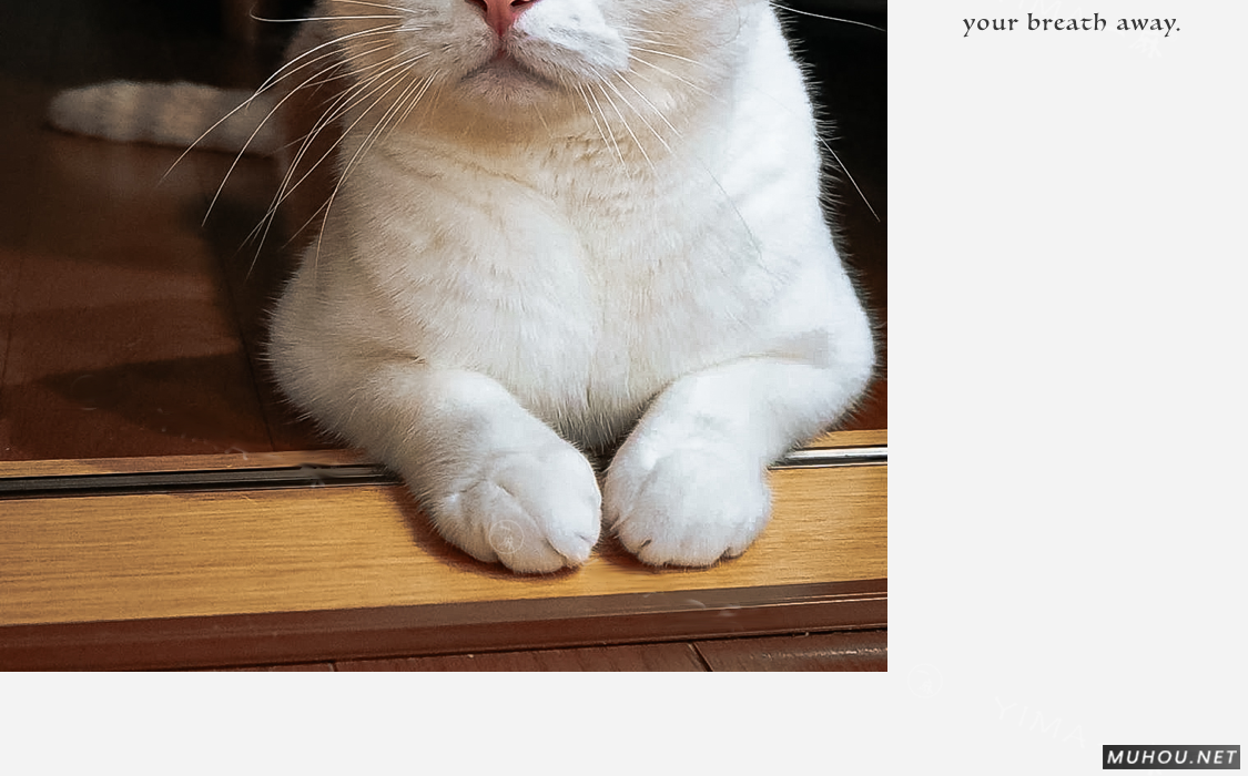 Luts调色预设：26+可爱宠物猫咪狗动物风格视频调色滤镜（LR-PR-AE-PS-FCPX-达芬奇）