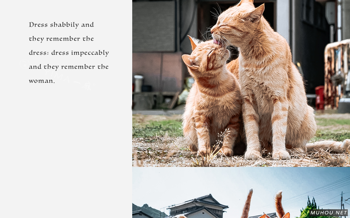 Luts调色预设：26+可爱宠物猫咪狗动物风格视频调色滤镜（LR-PR-AE-PS-FCPX-达芬奇）