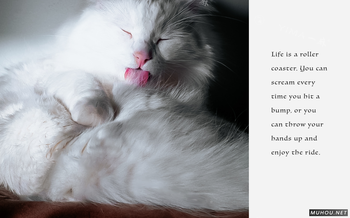 Luts调色预设：26+可爱宠物猫咪狗动物风格视频调色滤镜（LR-PR-AE-PS-FCPX-达芬奇）