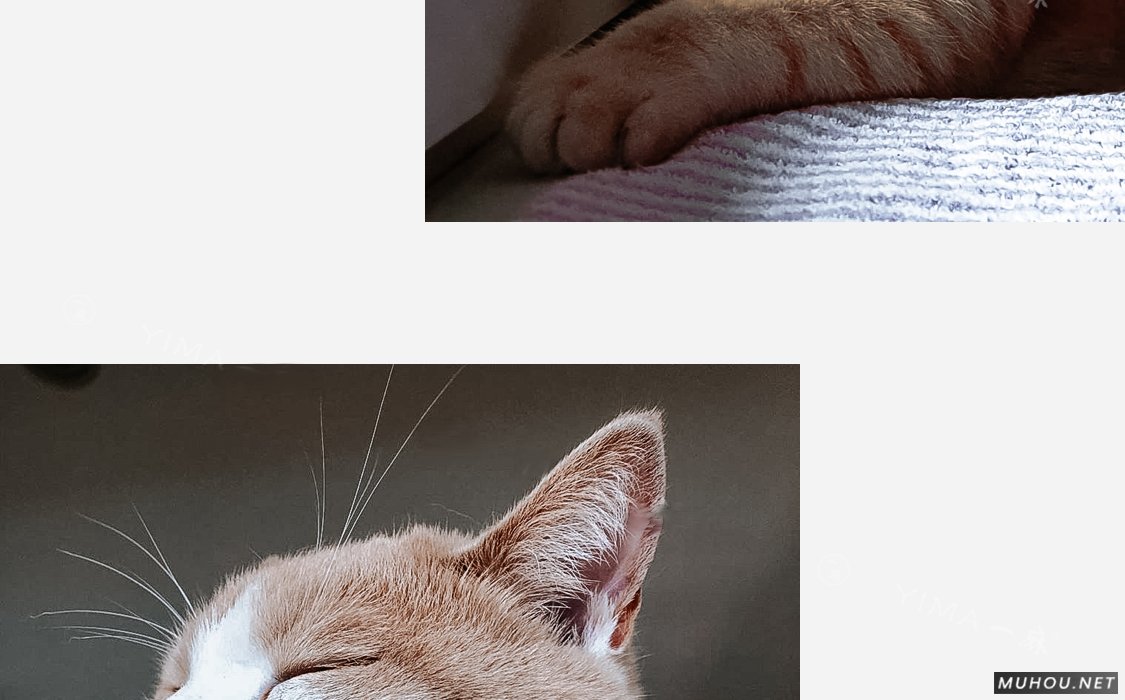 Luts调色预设：26+可爱宠物猫咪狗动物风格视频调色滤镜（LR-PR-AE-PS-FCPX-达芬奇）