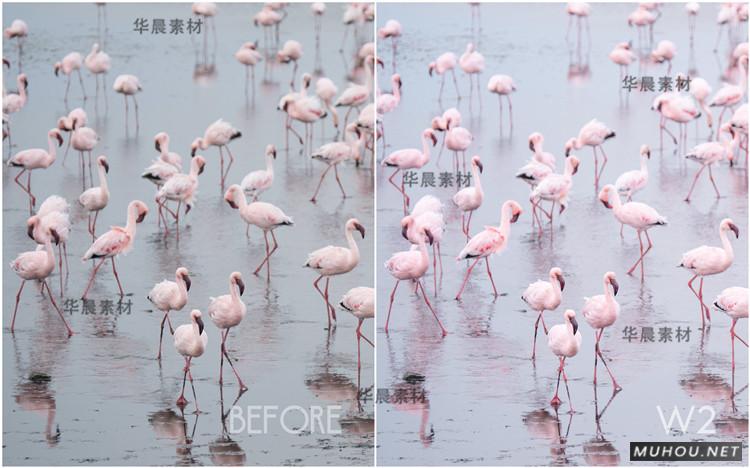 Luts调色预设：视频调色（LR-PR-AE-PS-FCPX-达芬奇）
