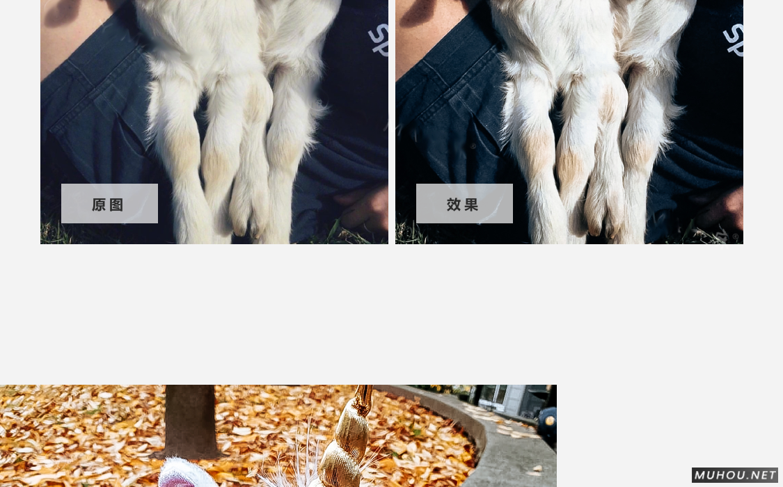 Luts调色预设：26+可爱宠物猫咪狗动物风格视频调色滤镜（LR-PR-AE-PS-FCPX-达芬奇）