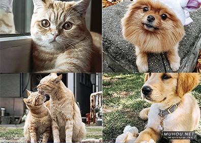 Luts调色预设：26+可爱宠物猫咪狗动物风格视频调色滤镜（LR-PR-AE-PS-FCPX-达芬奇）插图