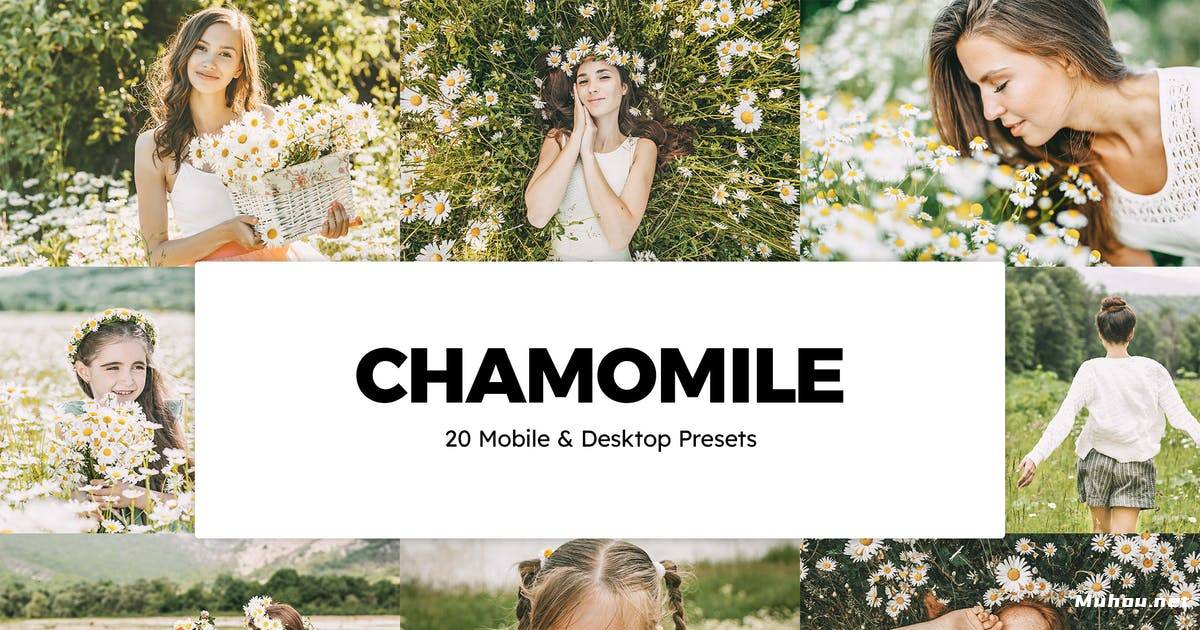 Luts调色预设-20个洋甘菊室内棚拍花朵调色滤镜 Chamomile Lightroom Presets & LUTs插图
