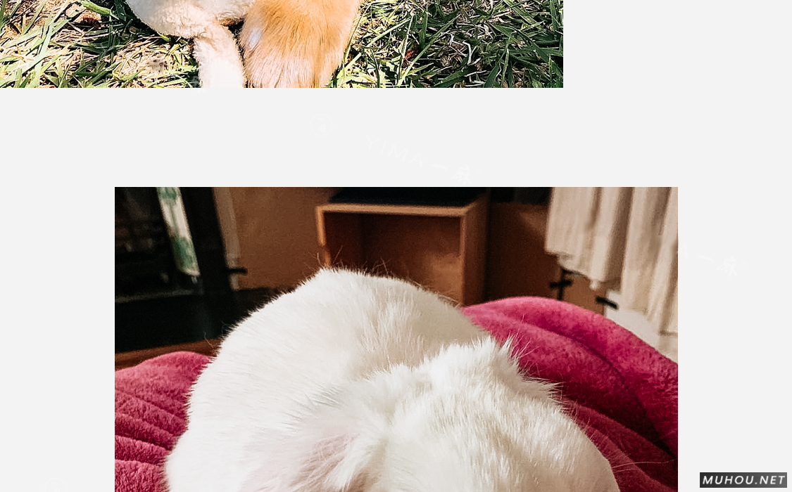 Luts调色预设：26+可爱宠物猫咪狗动物风格视频调色滤镜（LR-PR-AE-PS-FCPX-达芬奇）