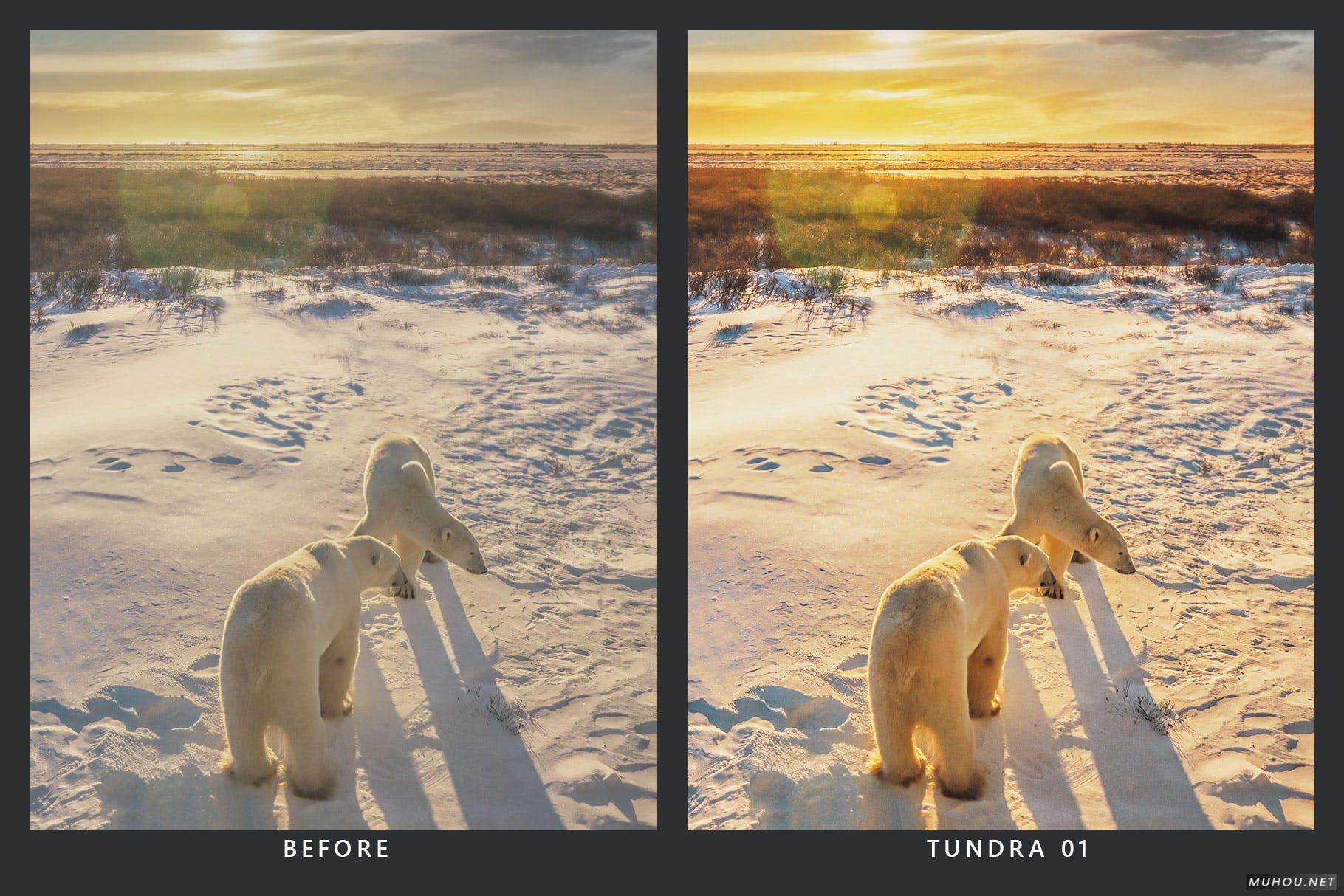 Luts调色预设-20套自然界野生动物视频照片调色效果20 Wildlife Lightroom Presets and LUTs插图11