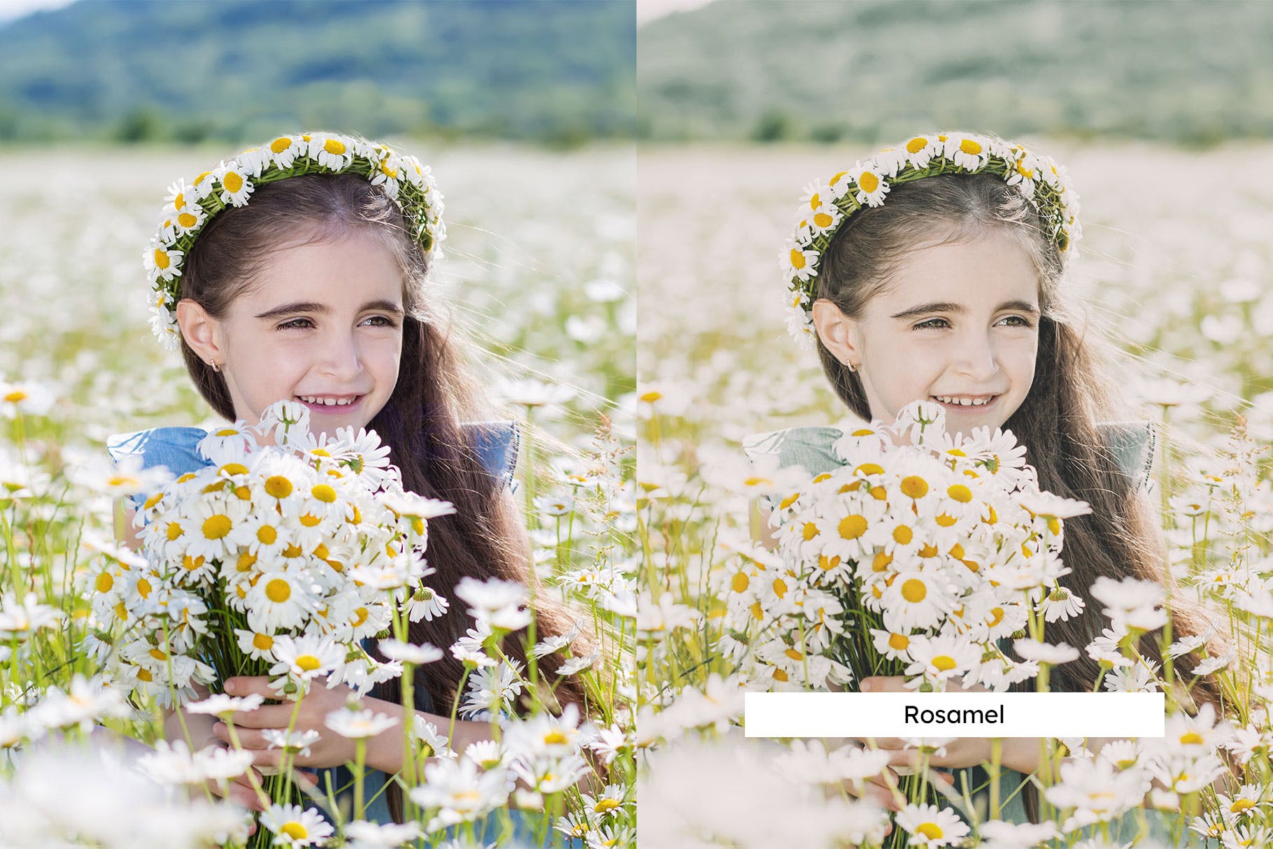 Luts调色预设-20个洋甘菊室内棚拍花朵调色滤镜 Chamomile Lightroom Presets & LUTs插图10