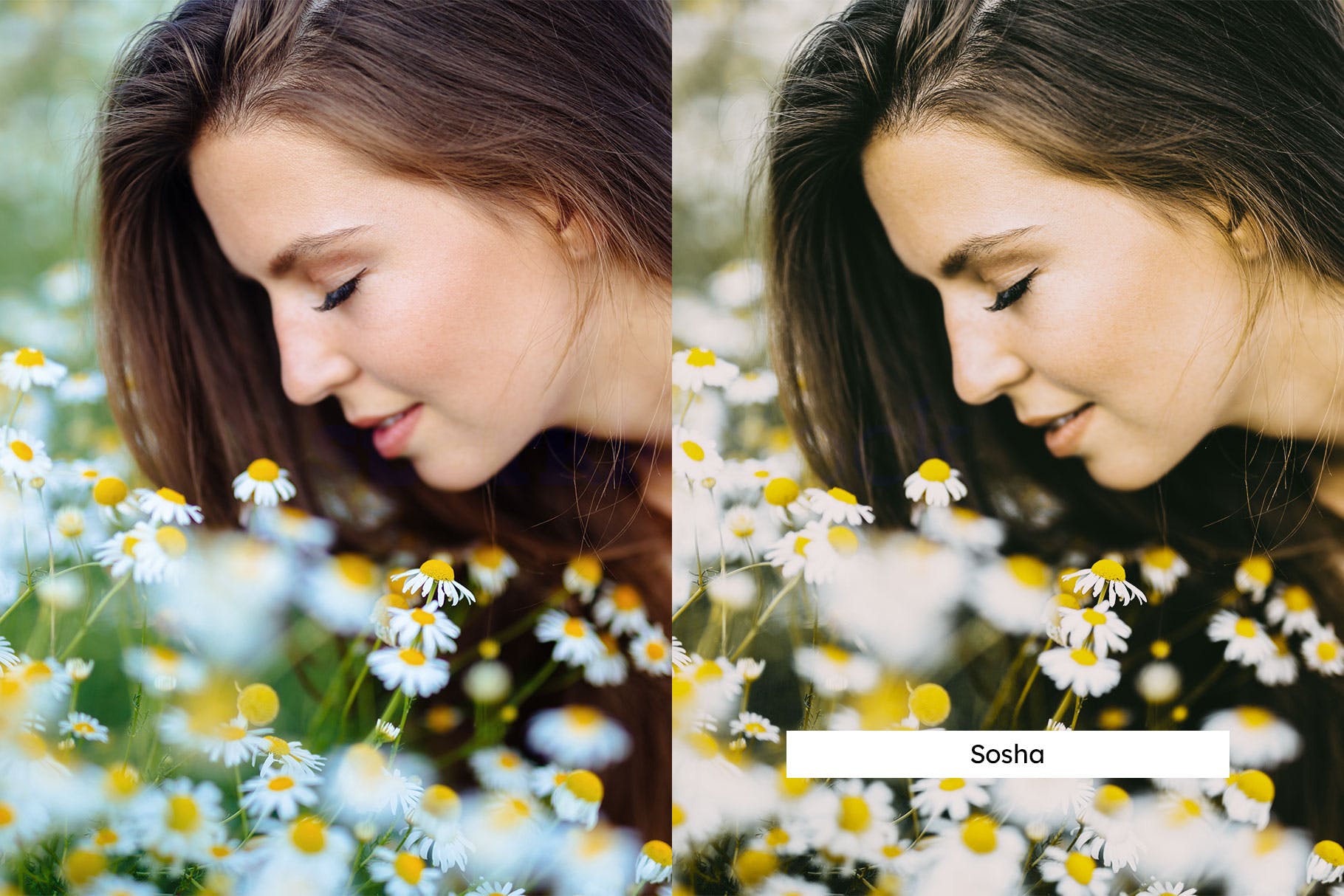 Luts调色预设-20个洋甘菊室内棚拍花朵调色滤镜 Chamomile Lightroom Presets & LUTs插图11