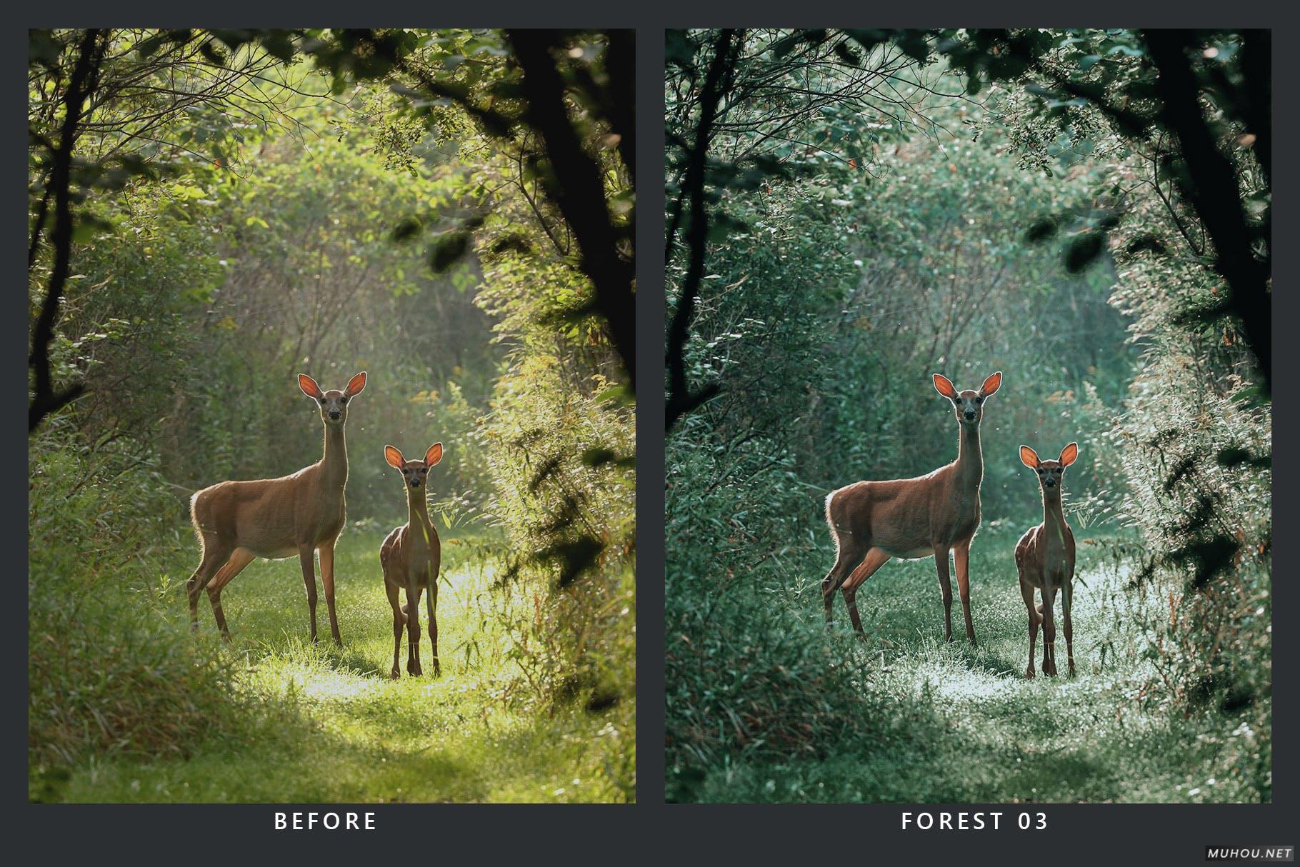 Luts调色预设-20套自然界野生动物视频照片调色效果20 Wildlife Lightroom Presets and LUTs插图9