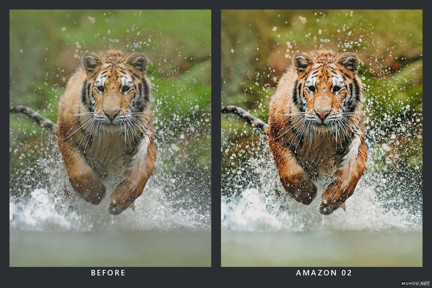 Luts调色预设-20套自然界野生动物视频照片调色效果20 Wildlife Lightroom Presets and LUTs插图8