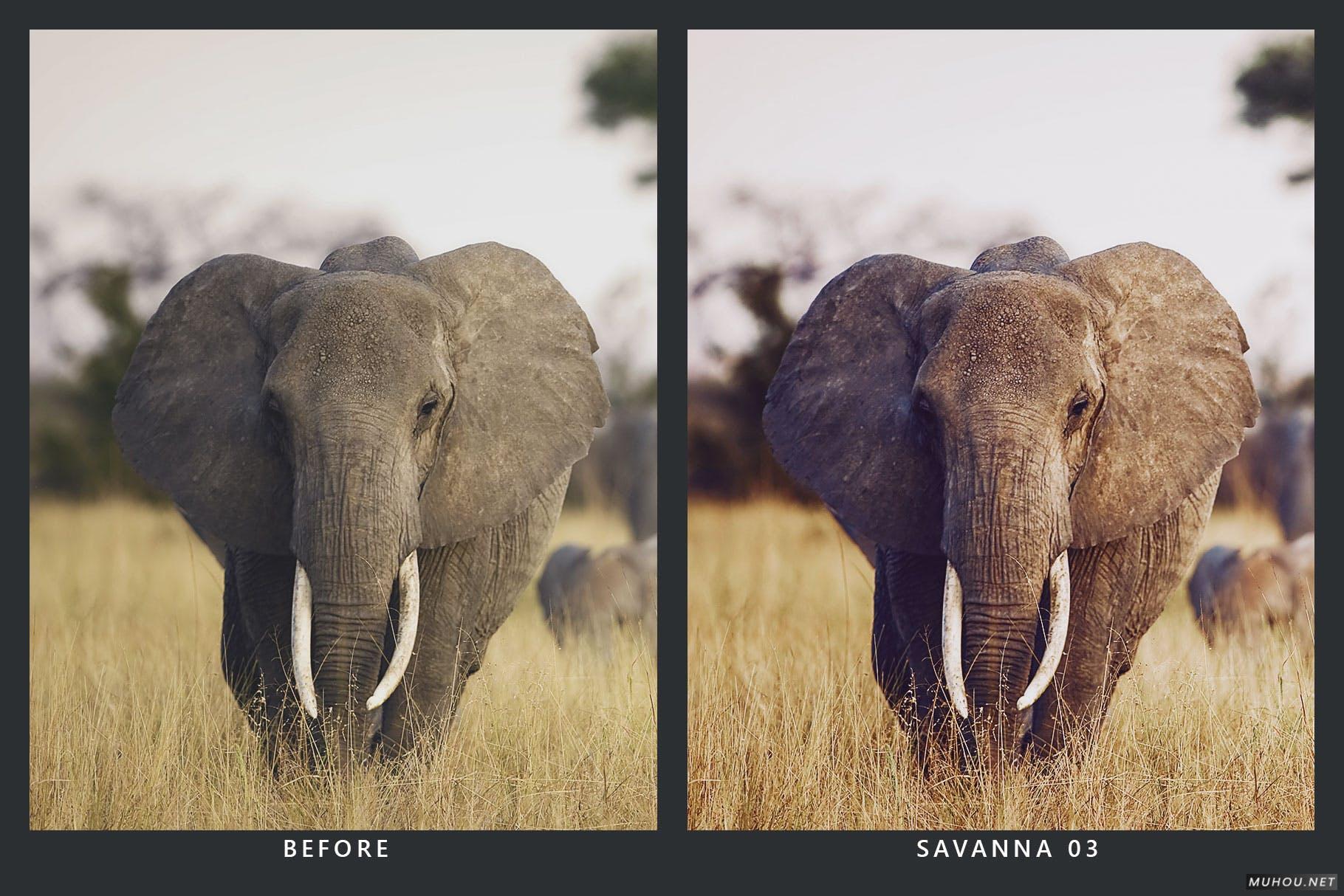 Luts调色预设-20套自然界野生动物视频照片调色效果20 Wildlife Lightroom Presets and LUTs插图10
