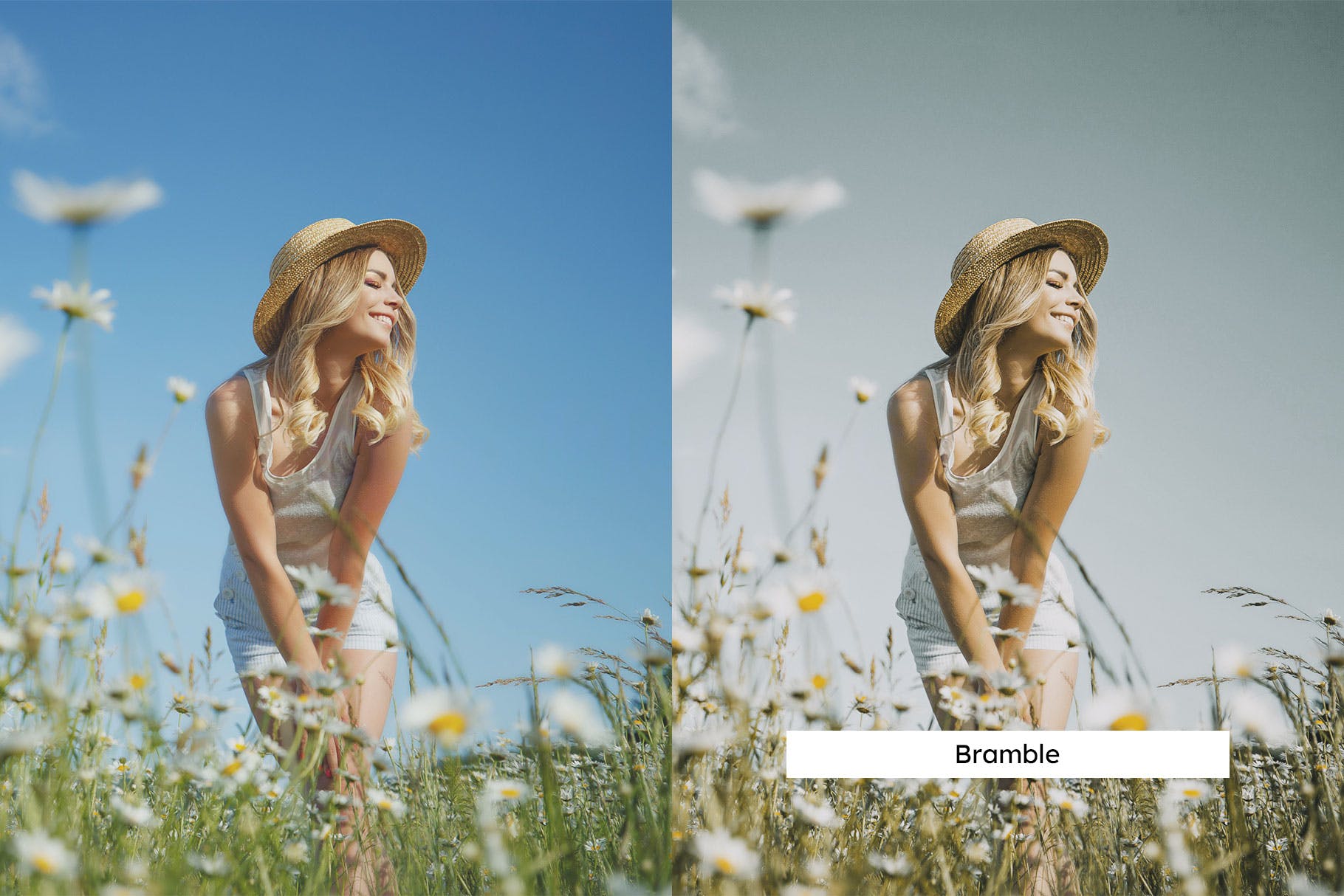 Luts调色预设-20个洋甘菊室内棚拍花朵调色滤镜 Chamomile Lightroom Presets & LUTs插图8